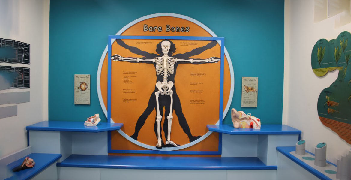 Barbados Children’s Museum Bones